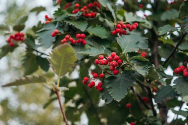Ormanda şube üzerinde Rowan çilek