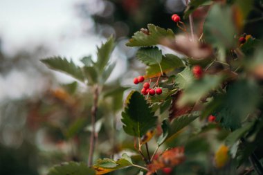 Ormanda şube üzerinde Rowan çilek