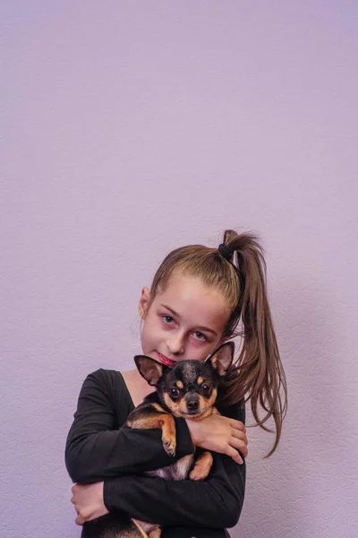 Милая собачья чихуахуа. Девушка после занятий спортом с чихуахуа — стоковое фото