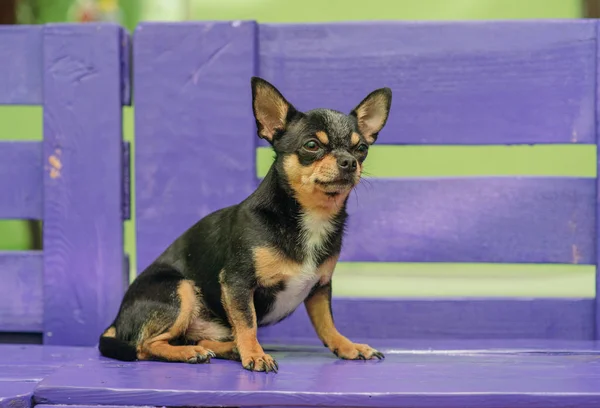 Chihuahua está sentado en el banco. Color negro-marrón-blanco de chihuahua . — Foto de Stock