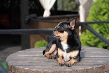 Köpek parkta yürüyor. Chihuahua siyah-kahverengi-beyaz renk.