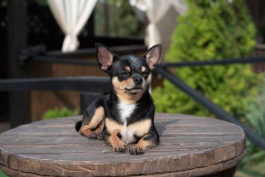 Köpek parkta yürüyor. Chihuahua siyah-kahverengi-beyaz renk.