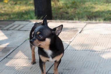 Köpek parkta yürüyor. Chihuahua siyah-kahverengi-beyaz renk.