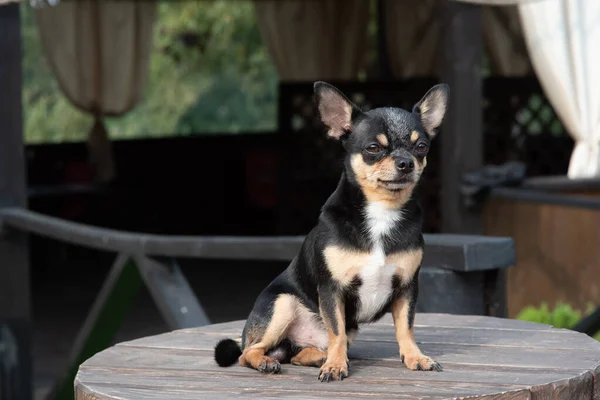 El perro pasea por el parque. Color negro-marrón-blanco de chihuahua . — Foto de Stock