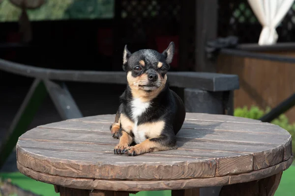 El perro pasea por el parque. Color negro-marrón-blanco de chihuahua . —  Fotos de Stock