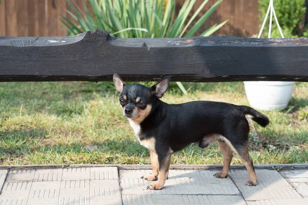 Pies idzie w parku. Czarno-brązowy-biały kolor Chihuahua. — Zdjęcie stockowe