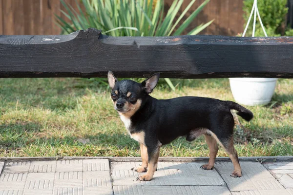 Köpek parkta yürüyor. Chihuahua siyah-kahverengi-beyaz renk. — Stok fotoğraf