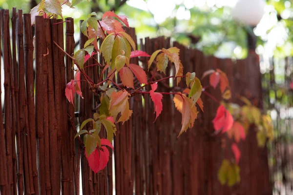 Green leaves, red and yellow on a sunny day early autumn. Green leaves on against the sky,