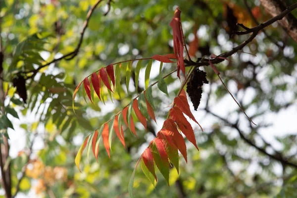 Feuilles vertes, rouges et jaunes par une journée ensoleillée début de l'automne. Feuilles vertes contre le ciel , — Photo