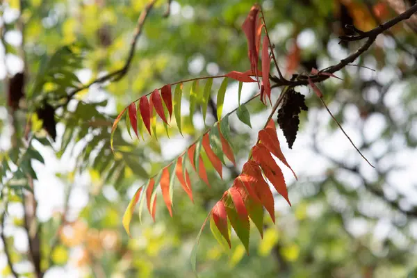 Feuilles vertes, rouges et jaunes par une journée ensoleillée début de l'automne. Feuilles vertes contre le ciel , — Photo