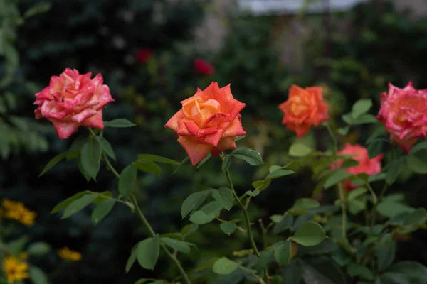 Il corallo è salito a rosario. I fiori crescono nel giardino. Rose in estate o in autunno alla luce del giorno dopo la pioggia . — Foto Stock