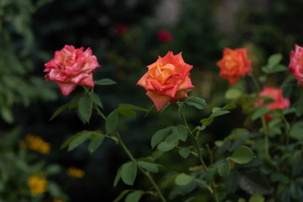 Coral rose at rosary. Flowers grow in the garden. Roses in summer or autumn in daylight after rain. — Stock Photo, Image