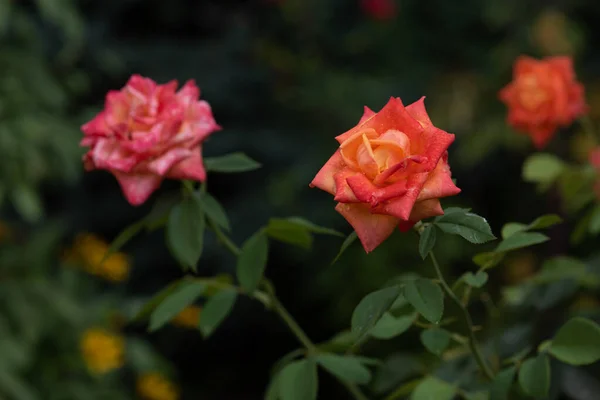 Coral αυξήθηκε στο κομπολόι. Τα λουλούδια φυτρώνουν στον κήπο. Τριαντάφυλλα το καλοκαίρι ή το φθινόπωρο στο φως της ημέρας μετά τη βροχή. — Φωτογραφία Αρχείου