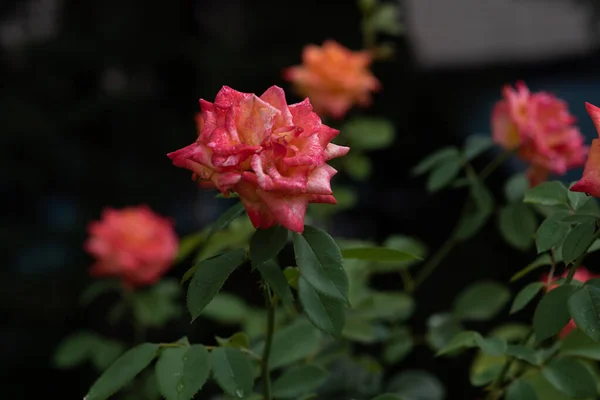 Róża koralowa na różańcu. Kwiaty rosną w ogrodzie. Róże latem lub jesienią w świetle dziennym po deszczu. — Zdjęcie stockowe