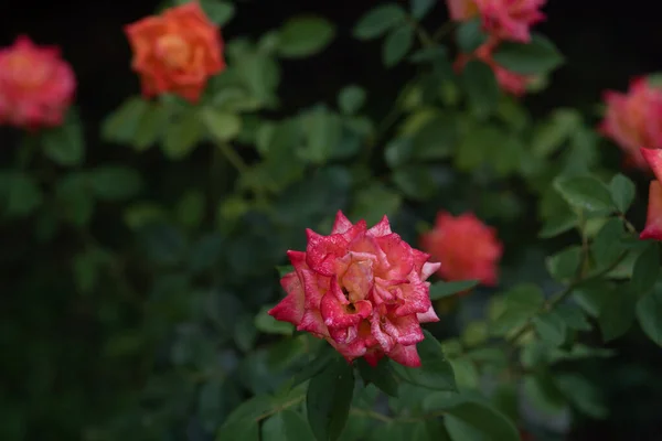 Coral rose at rosary. Flowers grow in the garden. Roses in summer or autumn in daylight after rain. — Stock Photo, Image