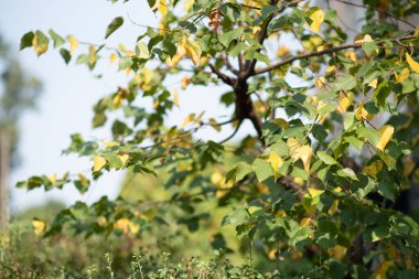 Green leaves, red, brown and yellow on a sunny day early autumn. Green leaves on against the sky,