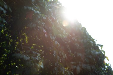 Green leaves, red, brown and yellow on a sunny day early autumn. Green leaves on against the sky,