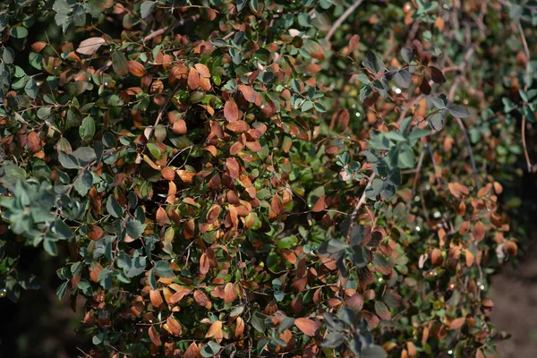 Green leaves, red, brown and yellow on a sunny day early autumn. Green leaves on against the sky,