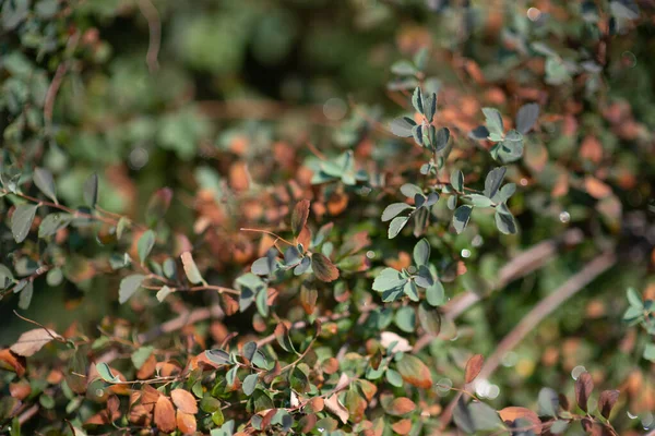 Green leaves, red, brown and yellow on a sunny day early autumn. Green leaves on against the sky, — Stock Photo, Image