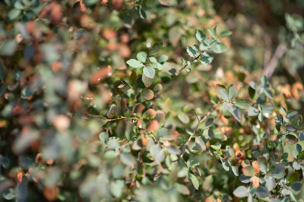 Green leaves, red, brown and yellow on a sunny day early autumn. Green leaves on against the sky,