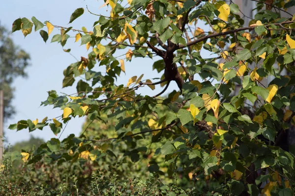 Feuilles vertes, rouges, brunes et jaunes par une journée ensoleillée début de l'automne. Feuilles vertes contre le ciel , — Photo