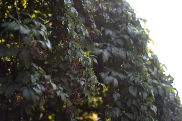 Green leaves, red, brown and yellow on a sunny day early autumn. Green leaves on against the sky,