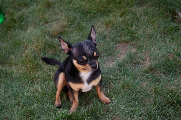 Chiot Chihuahua de race noire et bronzée debout dans l'herbe à l'extérieur et fixant le visage du chien . — Photo