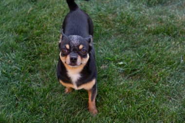 A black and tan purebred Chihuahua dog puppy standing in grass outdoors and staring focus on dog's face.