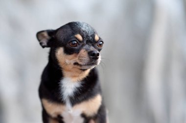 parlak renkli saçlı chihuahua köpeği otur rahatla stüdyoda beyaz arka planda çekim yap