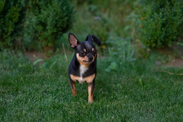 Een zwart en bruin raszuivere Chihuahua hond puppy die buiten in gras staat en naar het gezicht van de hond staart. — Stockfoto