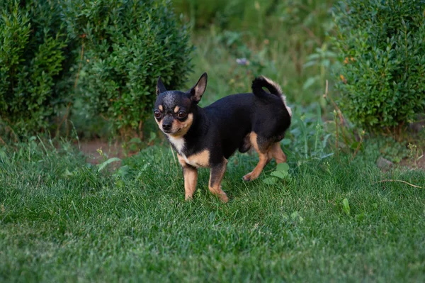 Chiot Chihuahua de race noire et bronzée debout dans l'herbe à l'extérieur et fixant le visage du chien . — Photo