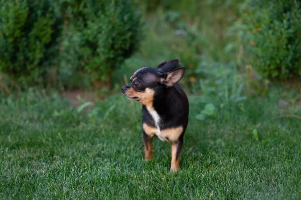 Egy fekete-barna fajtiszta Chihuahua kutyakölyök áll a szabadban, és bámul a kutya arcára.. — Stock Fotó