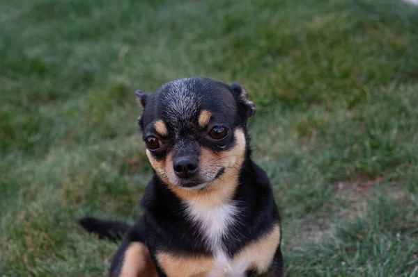 Chiot Chihuahua de race noire et bronzée debout dans l'herbe à l'extérieur et fixant le visage du chien . — Photo