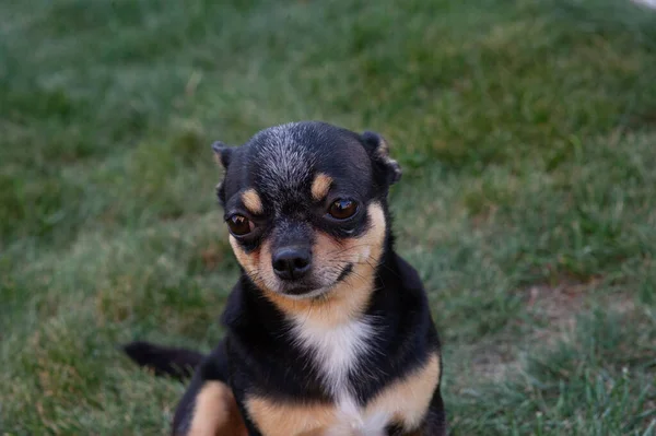 Un cucciolo di cane di razza Chihuahua nero e abbronzato in piedi in erba all'aperto e fissando concentrarsi sul viso del cane . — Foto Stock