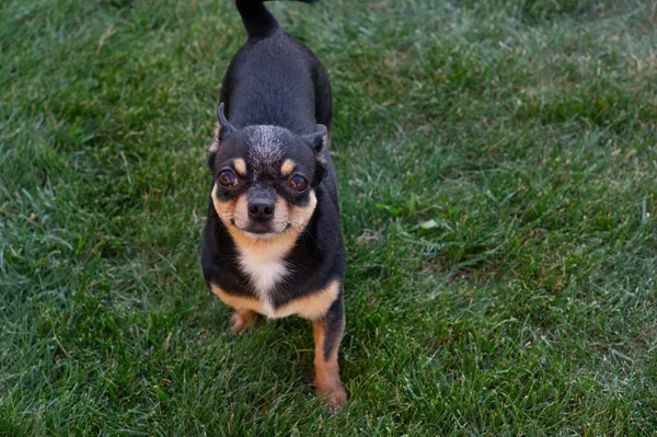 Egy fekete-barna fajtiszta Chihuahua kutyakölyök áll a szabadban, és bámul a kutya arcára.. — Stock Fotó