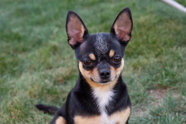 Um cachorro de raça pura preto e bronzeado Chihuahua cão em pé na grama ao ar livre e olhando foco no rosto do cão . — Fotografia de Stock