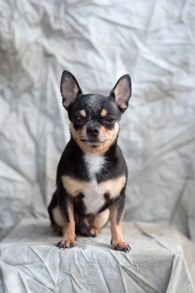 Helle Farbe Haar Chihuahua Hund sitzen entspannen Studio auf weißem Hintergrund aufgenommen — Stockfoto