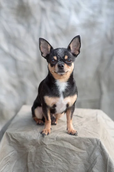 Color brillante pelo chihuahua perro sentarse relajarse estudio disparo sobre fondo blanco — Foto de Stock