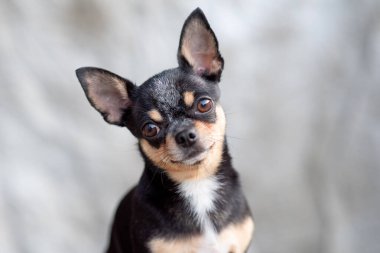parlak renkli saçlı chihuahua köpeği otur rahatla stüdyoda beyaz arka planda çekim yap