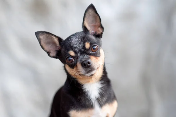 Cor brilhante cabelo chihuahua cão sentar relaxar estúdio tiro no fundo branco — Fotografia de Stock