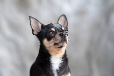 parlak renkli saçlı chihuahua köpeği otur rahatla stüdyoda beyaz arka planda çekim yap
