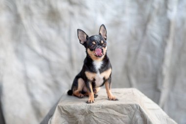 parlak renkli saçlı chihuahua köpeği otur rahatla stüdyoda beyaz arka planda çekim yap