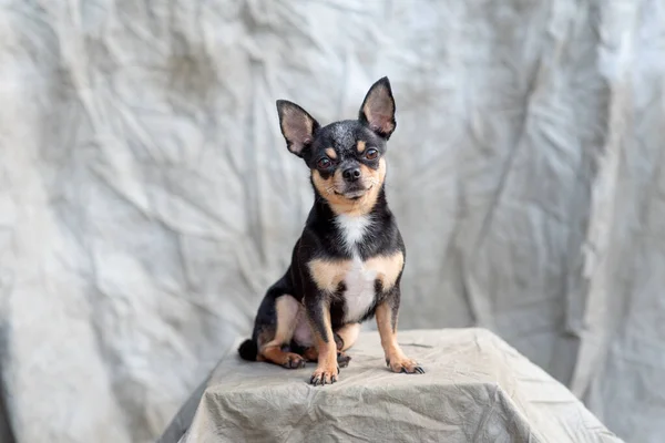 明るい色の髪Chihuahua犬は、白の背景に撮影リラックススタジオに座る — ストック写真