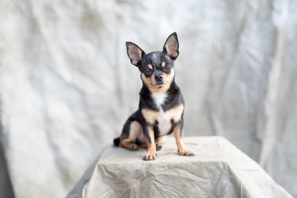 Cor brilhante cabelo chihuahua cão sentar relaxar estúdio tiro no fundo branco — Fotografia de Stock