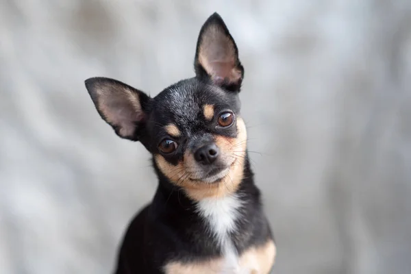 明るい色の髪Chihuahua犬は、白の背景に撮影リラックススタジオに座る — ストック写真