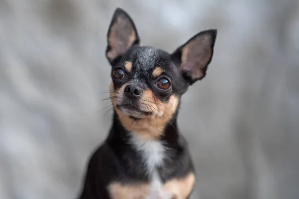 明るい色の髪Chihuahua犬は、白の背景に撮影リラックススタジオに座る — ストック写真