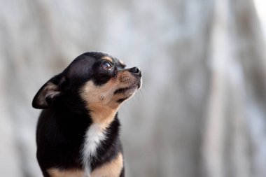 parlak renkli saçlı chihuahua köpeği otur rahatla stüdyoda beyaz arka planda çekim yap
