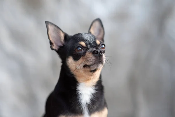 Heldere kleur haar chihuahua hond zitten ontspannen studio schot op witte achtergrond — Stockfoto