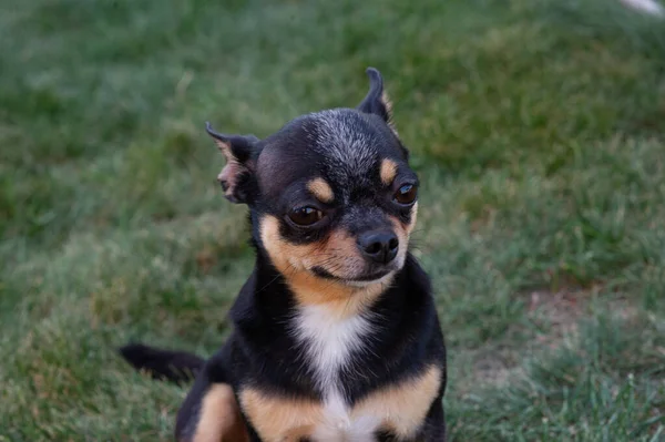 Een zwart en bruin raszuivere Chihuahua hond puppy die buiten in gras staat en naar het gezicht van de hond staart. — Stockfoto