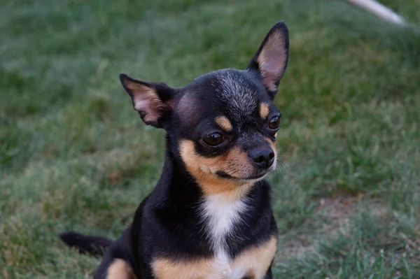 Chiot Chihuahua de race noire et bronzée debout dans l'herbe à l'extérieur et fixant le visage du chien . — Photo